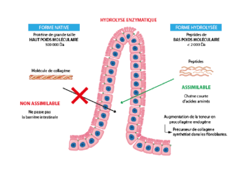 Collag&egrave;ne Hydrolys&eacute; 